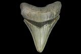 Serrated, Fossil Megalodon Tooth - Georgia #142348-1